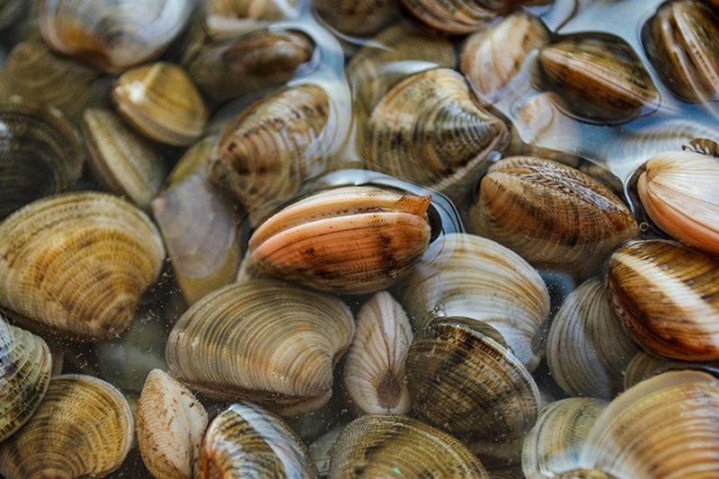 Boomamoto Oysters Cape Cod Oyster Company